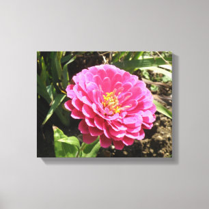 Rosa Zinnia-Leinwanddruck Leinwanddruck