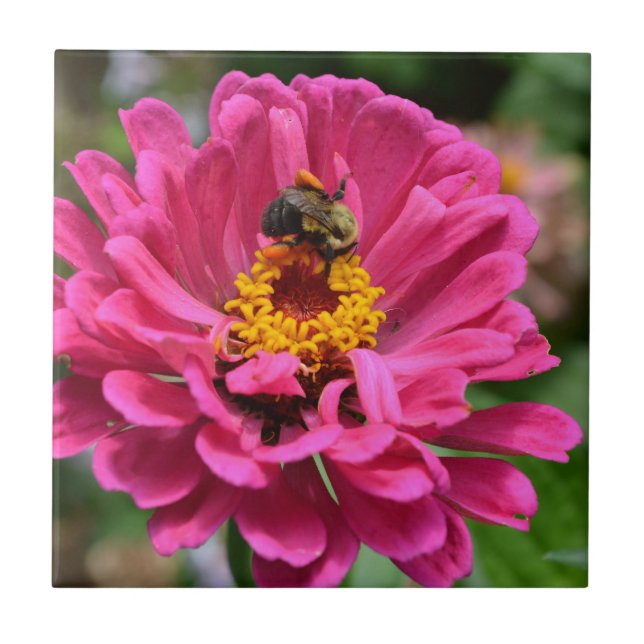 Rosa Zinnia und Hummel Fliese (Vorderseite)