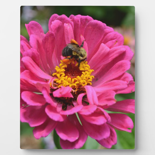 Rosa Zinnia und Hummel Fotoplatte (Vorderseite)