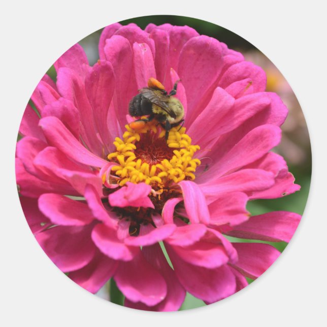 Rosa Zinnia und Hummel Runder Aufkleber (Vorderseite)