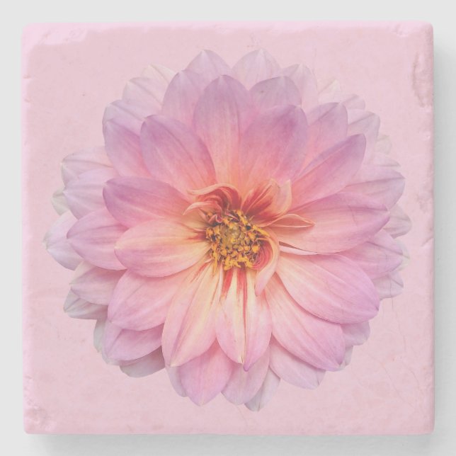 Rosa Zinnie auf hellrosa Hintergrund Steinuntersetzer (Vorderseite)