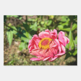 Rosa Zinnie mit gelber Mitte Geschenkpapier Set