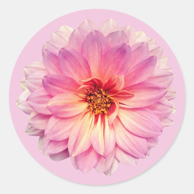 Rosa Zinnienblüte Runder Aufkleber (Vorderseite)