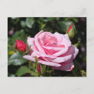 rosafarbene Rosenblumen Alles Gute zum Geburtstag. Postkarte