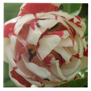 Rosafarbene und weiße Tulpenfliese Fliese