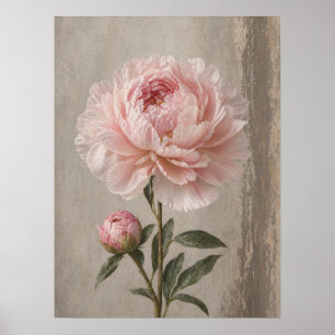 Rosafarbenen Pfingstrosenblüten mit Knospe Botanis Poster