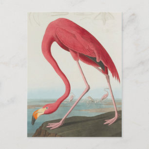 Rosaflamingo ... J.J. Audubon Postkarte