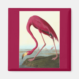 Rosaflamingo, John James Audubon Magnet