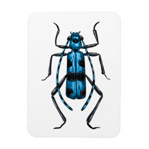 Rosalia Alpina Käfer Magnet