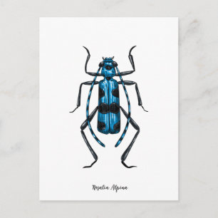 Rosalia Alpina Käfer Postkarte