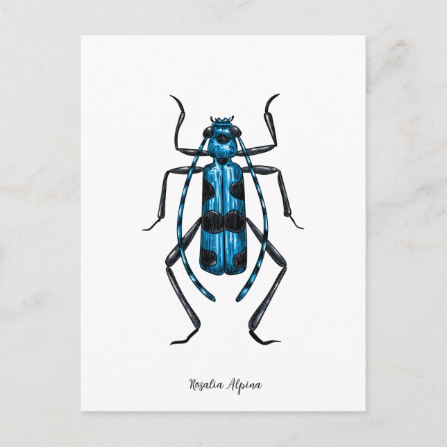 Rosalia Alpina Käfer Postkarte (Vorderseite)