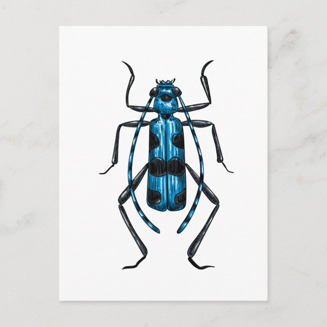 Rosalia Alpina Käfer Postkarte (Vorderseite)