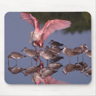 Rosalöffler mit Strandläufern im flachen Wasser Mousepad