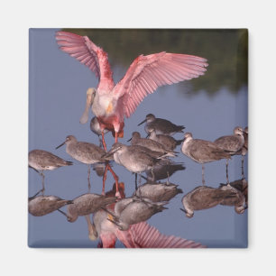 Rosalöffler mit Willet in flachem Wasser Magnet