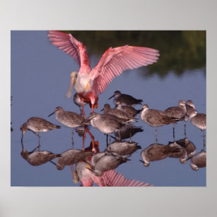 Rosalöffler mit Willet in flachem Wasser Poster