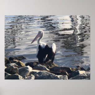 Rosapelikan Poster