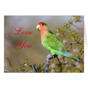 Rosarote Liebesvogel Liebe Sie