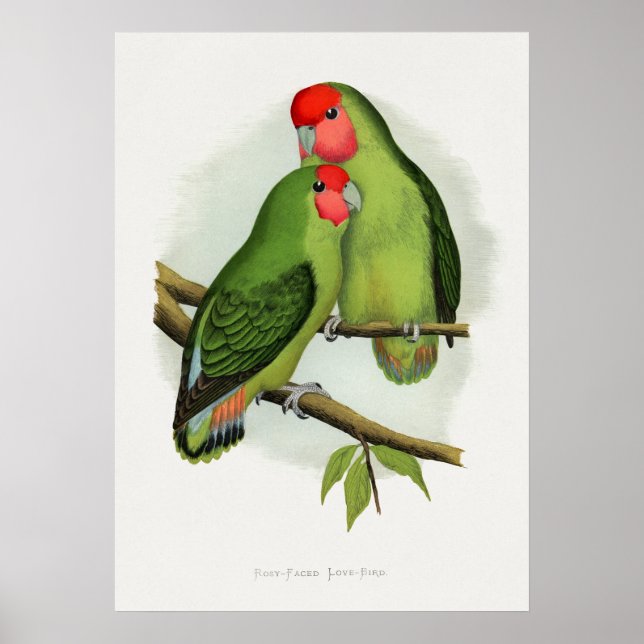 Rosaroter Liebe-Bird (Agapornis roseiolis) Poster (Vorne)