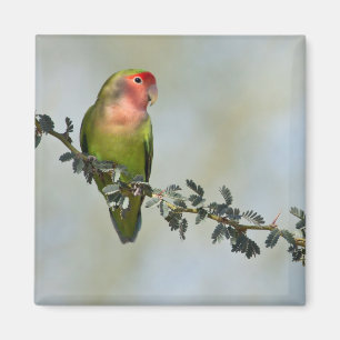 Rosaroter Liebesvogel auf einem Ast. Magnet