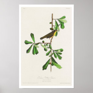 Roscoe's Yellow throat von Audubon Poster