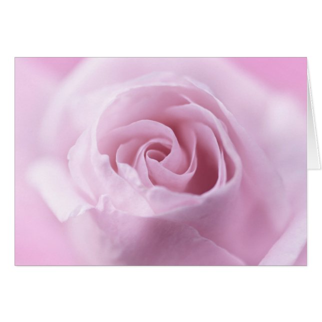 Rose (Vorderseite (Horizontal))