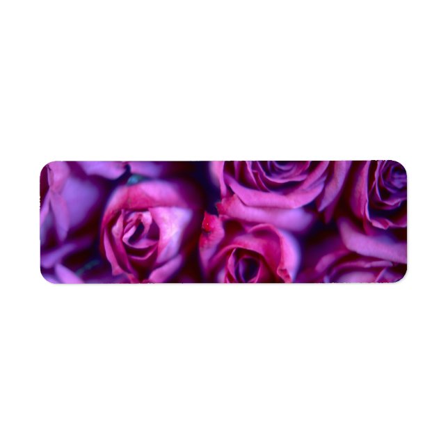 Rose (Vorne)
