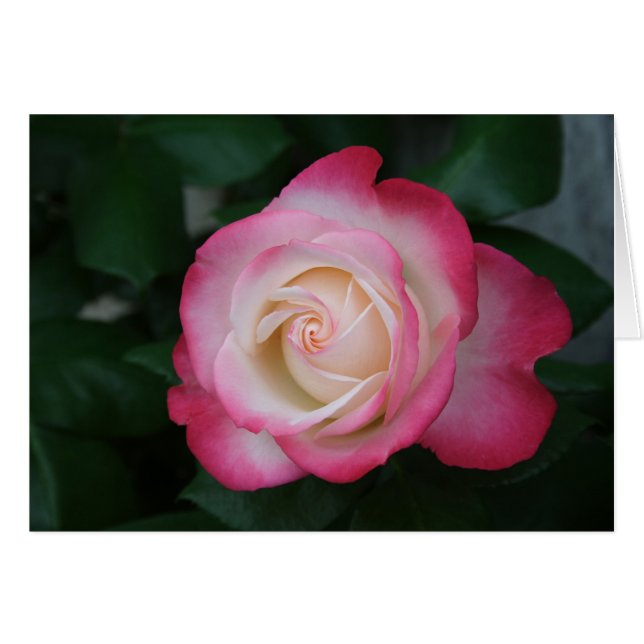 Rose (Vorderseite (Horizontal))