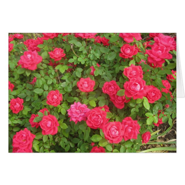 Rose (Vorderseite (Horizontal))