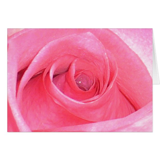 Rose (Vorderseite (Horizontal))
