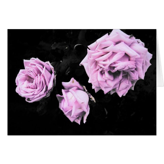 Rose (Vorderseite (Horizontal))