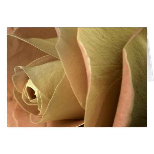 Rose (Vorderseite (Horizontal))