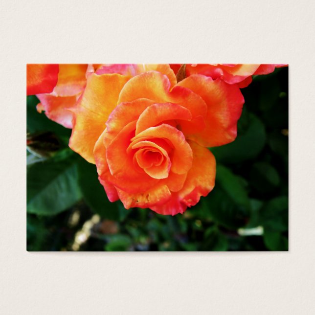 Rose (Vorderseite)
