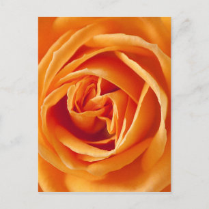 Rose-186452 Rose rosacae, Blume, Sommer, Orange, Postkarte