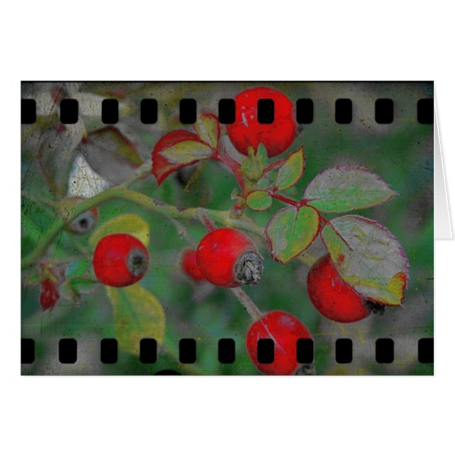 ROSE 2 (Vorderseite (Horizontal))