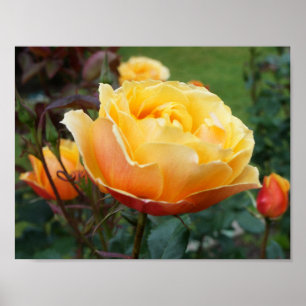 Rose #2 Poster