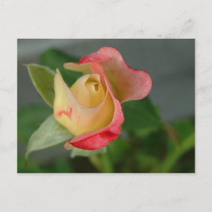 ROSE 2 POSTKARTE