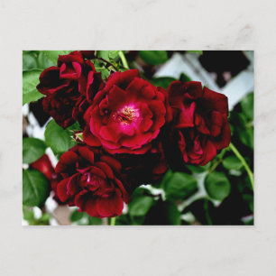 Rose 2 postkarte