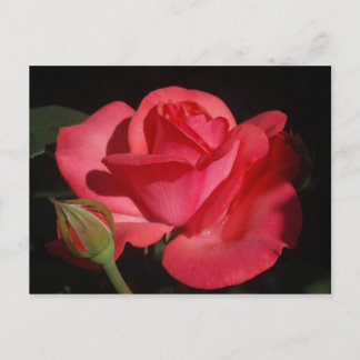 ROSE 5 POSTKARTE