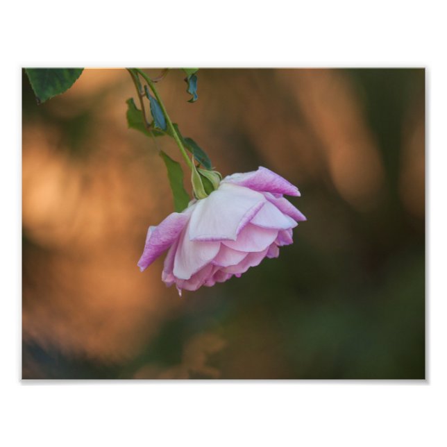 Rose am Morgen Fotodruck (Vorne)