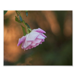 Rose am Morgen Fotodruck