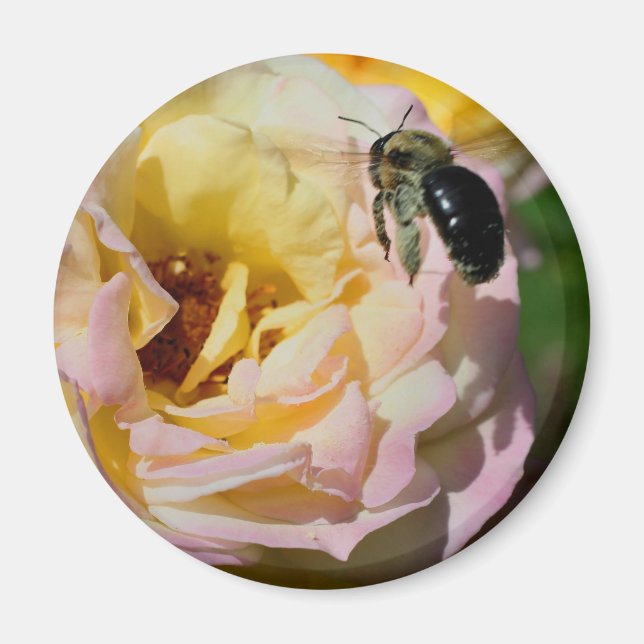 Rose And Bumble Bee Flower Photography  Magnet (Vorne)