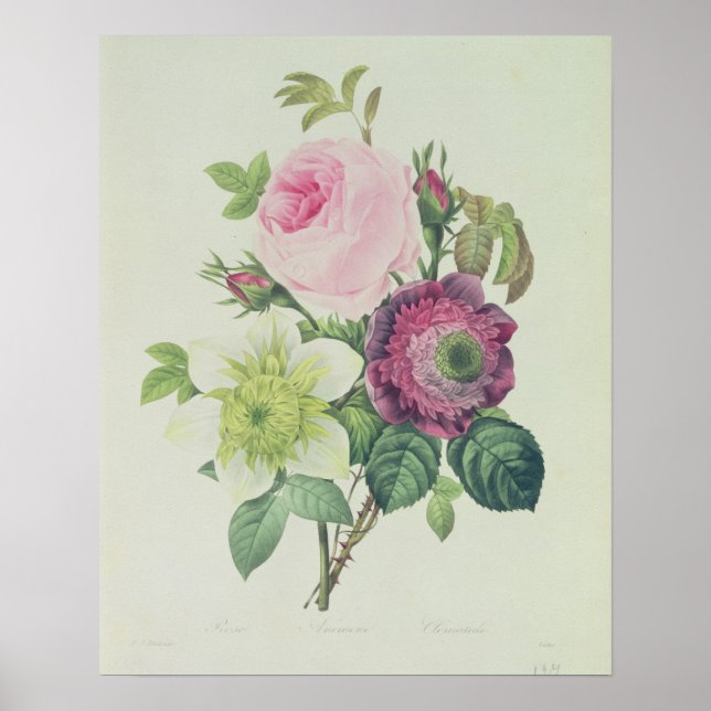 Rose, Anemon und Clematid Poster (Vorne)