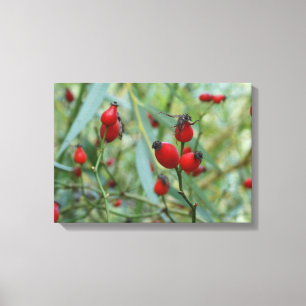 Rose angesagt Herbst Phto Stretched Canvas Print Leinwanddruck