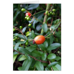 Rose angesagt reifen