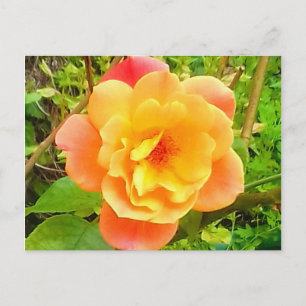 Rose Apricot Postkarte