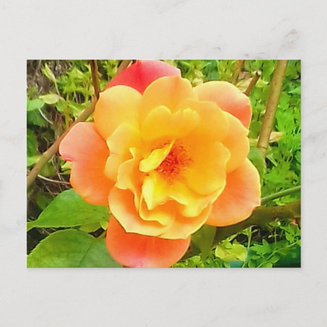 Rose Apricot Postkarte (Vorderseite)
