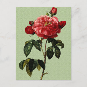 Rose Art Postkarte