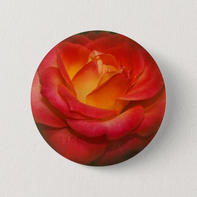 Rose auf Pergament Button (Vorderseite)