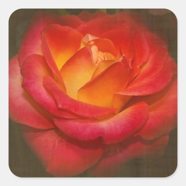 Rose auf Pergament Quadratischer Aufkleber (Vorderseite)