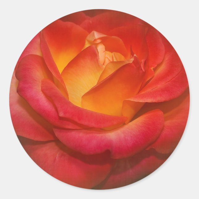 Rose auf Pergament Runder Aufkleber (Vorderseite)